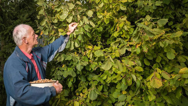 ��ũ����